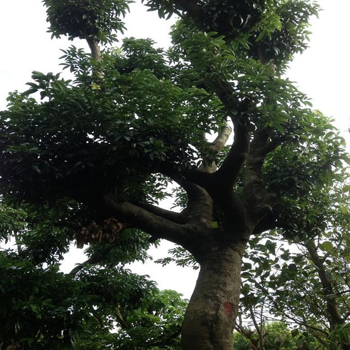 广州荔枝园苗木基地-出售荔枝大树-大量批发荔枝大树 