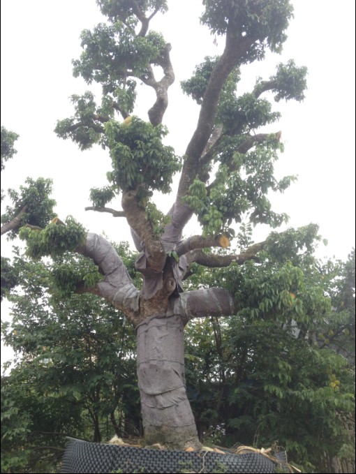 广州龙眼树\广东龙眼树批发\大量出售龙眼树 