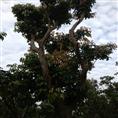 中山荔枝大树\中山荔枝大树基地\荔枝大树种植 