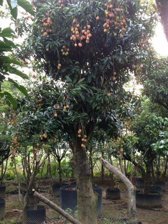 湖南荔枝树，长沙荔枝树出售电话 