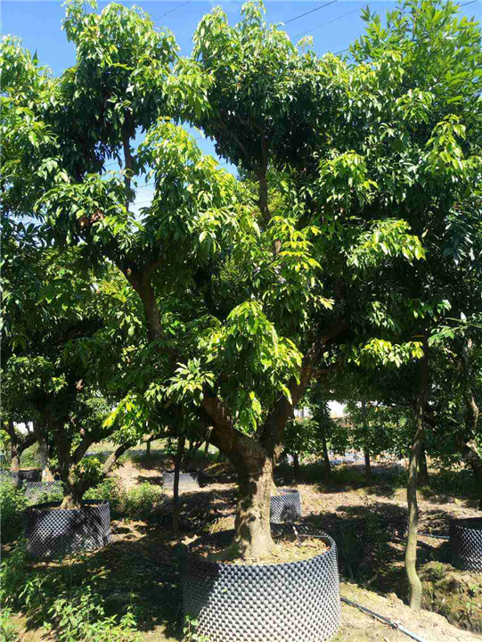 广州荔枝树价格，增城荔枝树，出售荔枝树