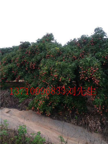 云南荔枝树，云南荔枝风景树