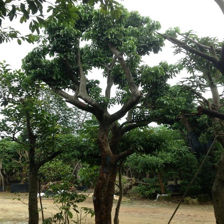 广州供应荔枝树、荔枝果树、荔枝风景树 