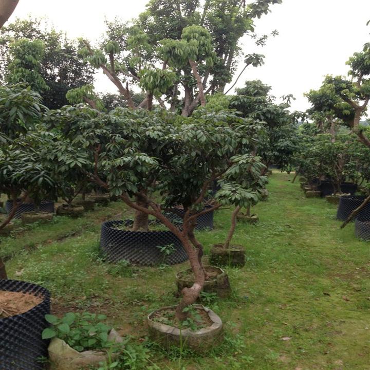 广州荔枝树苗价格-荔枝树苗批发-优质荔枝树苗 