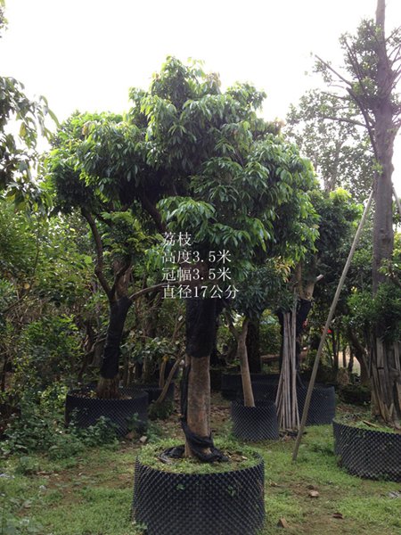 荔枝树