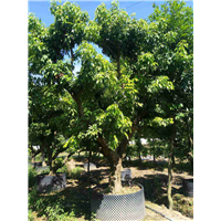 广州荔枝树价格，增城荔枝树，出售荔枝树