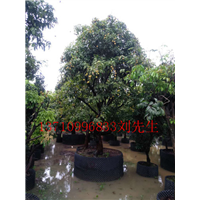 顺德荔枝树，顺德荔枝风景树