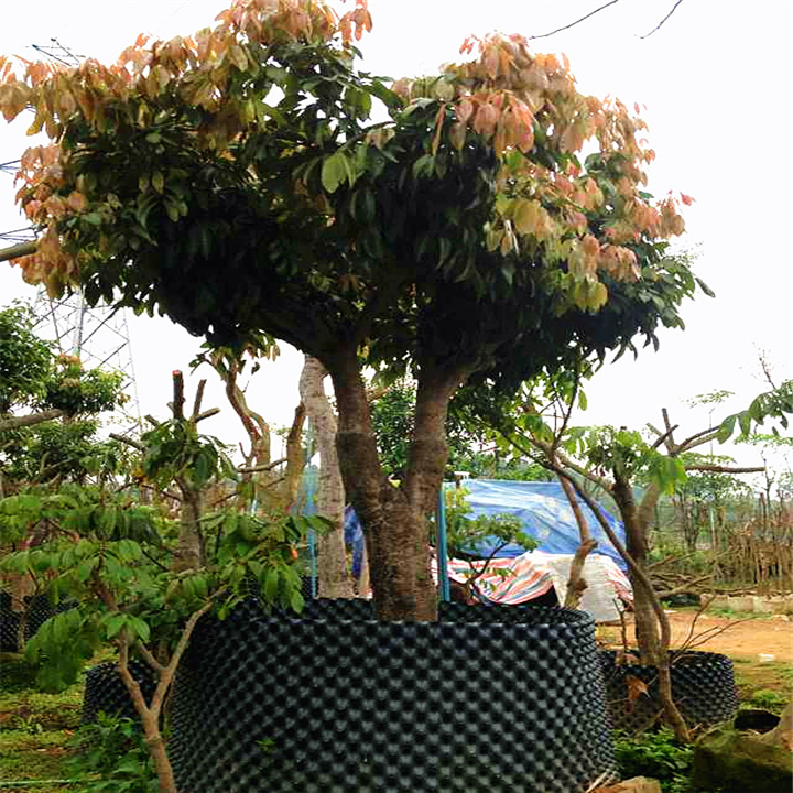 增城荔枝，增城哪里有荔枝树卖？ 