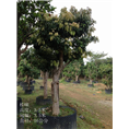 荔枝树
