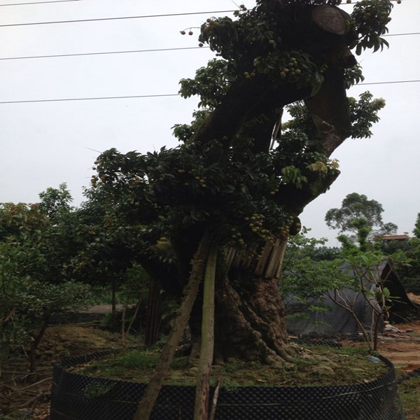 中山荔枝风景树；广东荔枝树；荔枝树基地