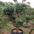 深圳荔枝树苗-荔枝树苗品种-销售荔枝树苗