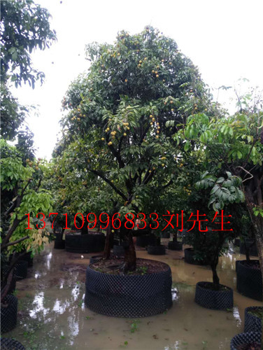顺德荔枝树，顺德荔枝风景树