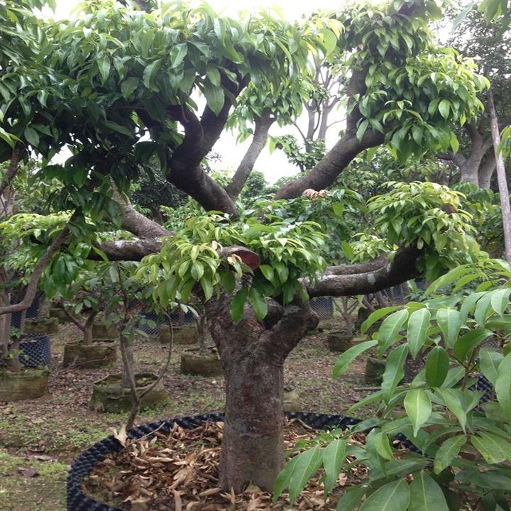 供应广州荔枝大树、出售广州荔枝大树、2013**荔枝大树 