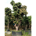 荔枝树
