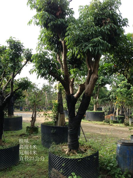 荔枝树