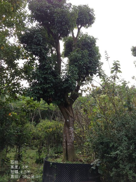 荔枝树