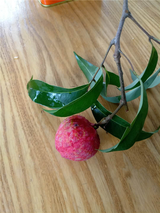 增城挂绿荔枝，增城荔枝树，广州荔枝树 