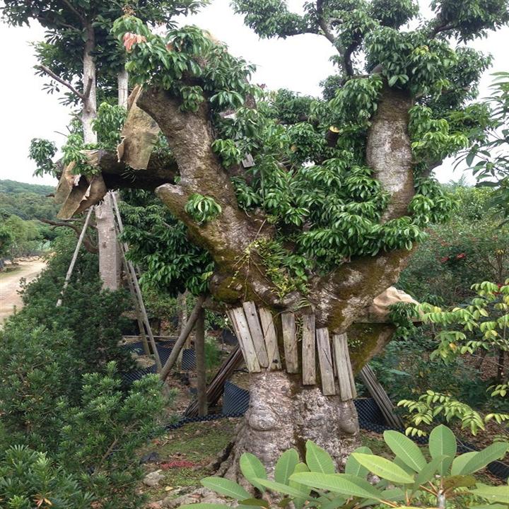 供应荔枝大树\广州荔枝大树批发商\荔枝大树**价格 