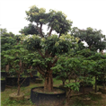 中山荔枝树，中山荔枝树批发，佛山荔枝树 