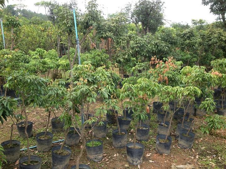 荔枝树苗供应\荔枝树苗价格\中山荔枝树苗