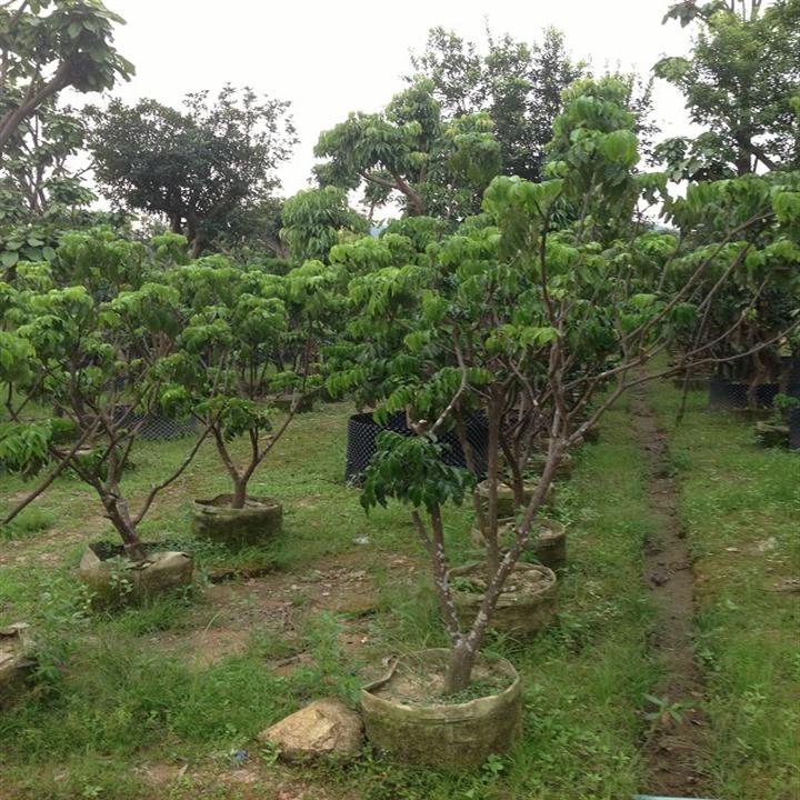 中山荔枝树苗批发-荔枝树苗-荔枝树苗价格