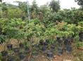荔枝树苗\广州荔枝树苗\荔枝树苗价格