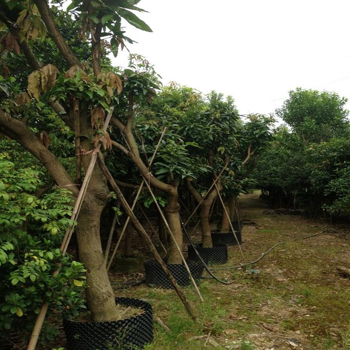 广州荔枝树\广东荔枝树批发\大量出售龙眼树 