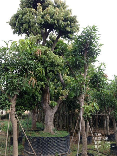 荔枝树