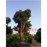 广东荔枝树，广东荔枝风景树