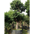 荔枝树