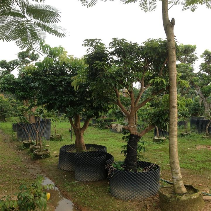 珠海荔枝树苗-荔枝树苗供应-批发荔枝树苗