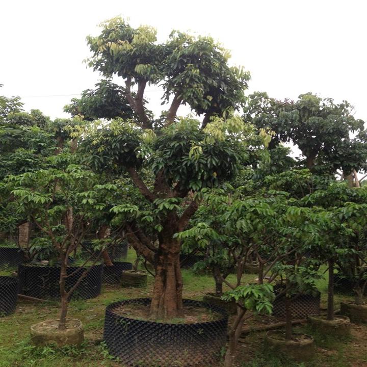中山荔枝树，中山荔枝树批发，佛山荔枝树 