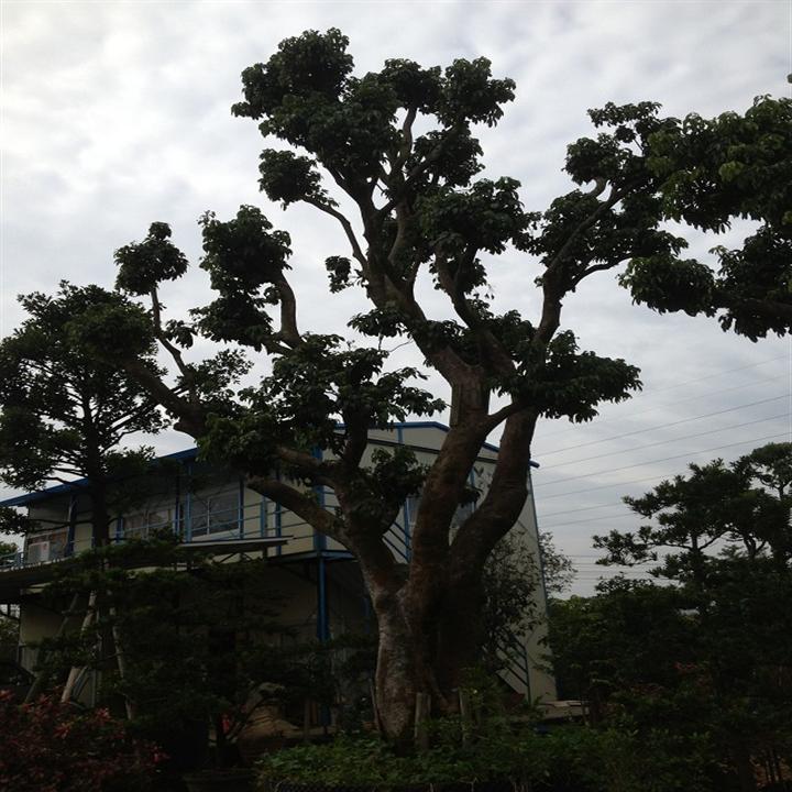 荔枝果树；广东荔枝风景树；广州荔枝风景树价格 