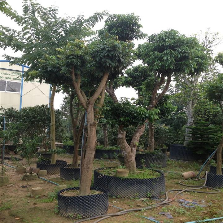 广州荔枝树苗|优质荔枝树|广州荔枝树苗供应商 