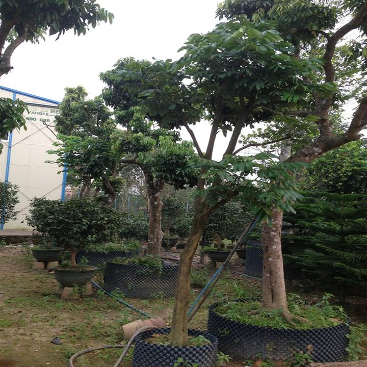深圳荔枝树苗、荔枝树苗价格、供应荔枝树苗