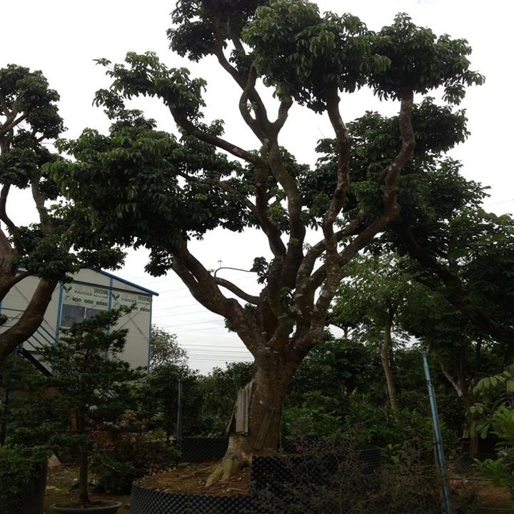 佛山荔枝大树-批发荔枝大树电话-荔枝大树价格@图片 