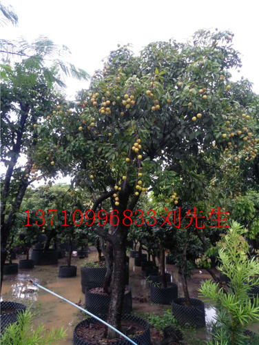 中山荔枝树，云南荔枝风景树