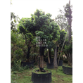 荔枝树