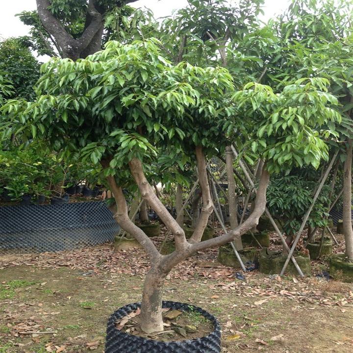 批发荔枝树苗地址-荔枝树苗-佛山荔枝树苗
