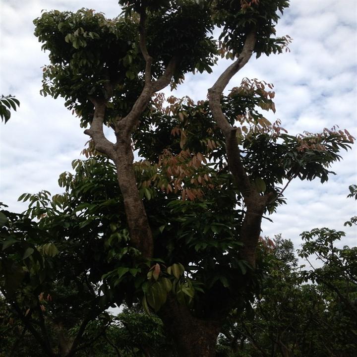 销售荔枝树_东莞荔枝果树供应_东莞荔枝风景树 