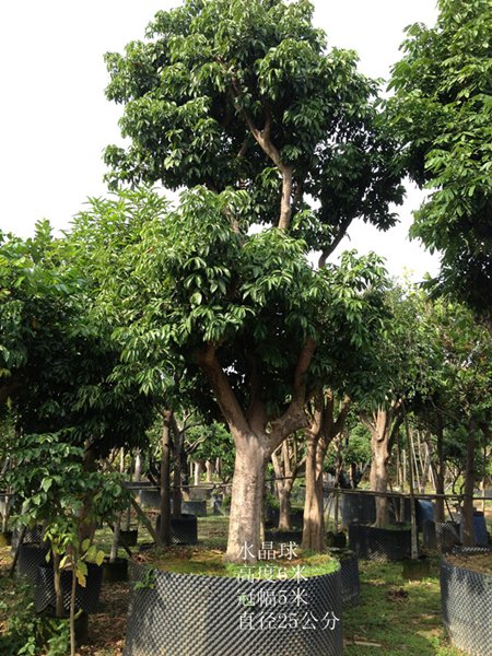 荔枝树