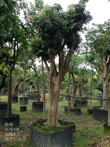 东莞荔枝树苗、荔枝树苗价格、批发荔枝树苗 