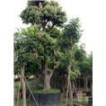 荔枝树