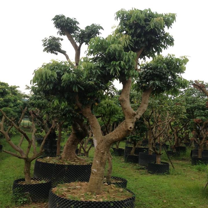 **的荔枝树|优质荔枝风景树|深圳荔枝风景树 