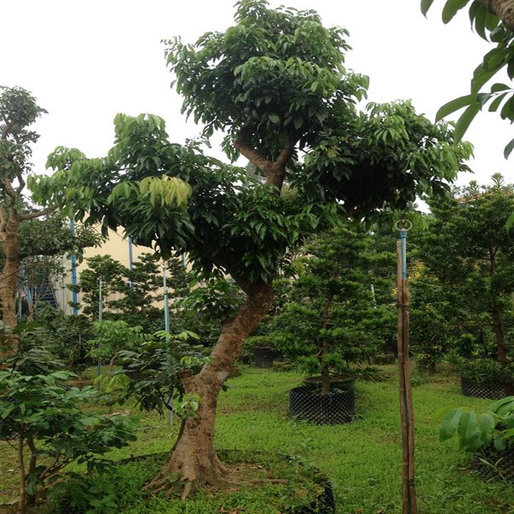 惠州荔枝树苗；荔枝树苗供应；出售荔枝树苗