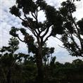 荔枝树电话、东莞荔枝树地址、东莞荔枝树