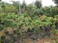 荔枝树苗供应\荔枝树苗价格\中山荔枝树苗