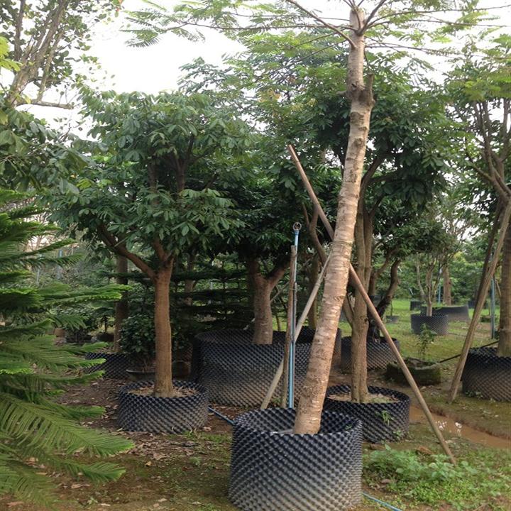 东莞荔枝树苗批发-荔枝树苗-出售荔枝树苗