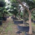 深圳荔枝树种植基地；提供荔枝树；荔枝果树批发 