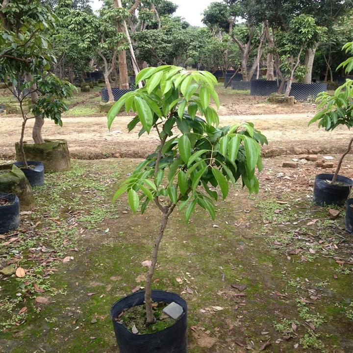 惠州荔枝树苗**行情；提供惠州产荔枝树苗